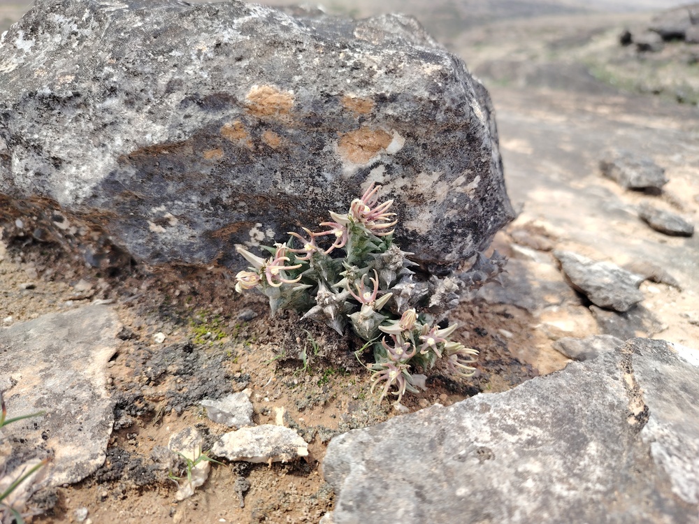 Plant Image